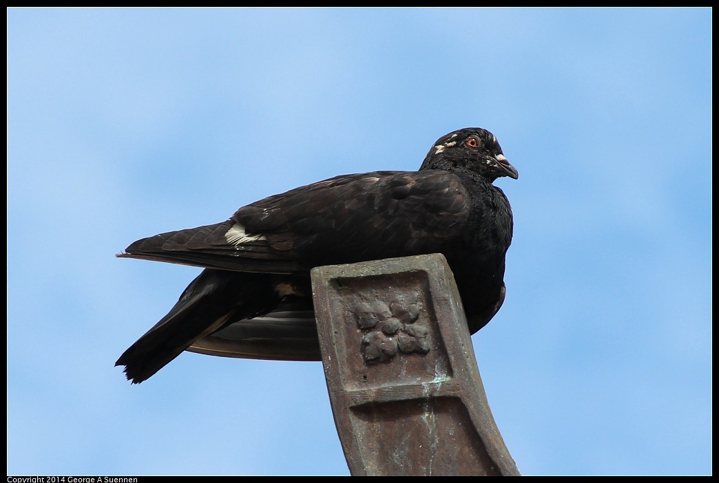Rock Pigeon (Feral Pigeon) - ML618353013