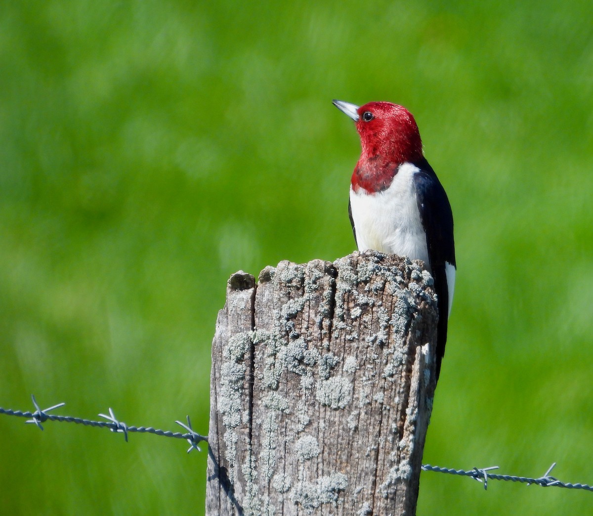 Red-headed Woodpecker - ML618353019