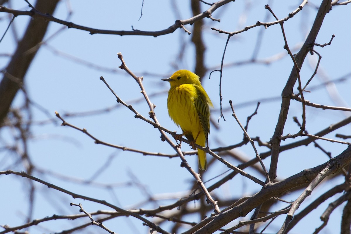 Yellow Warbler - ML618353092