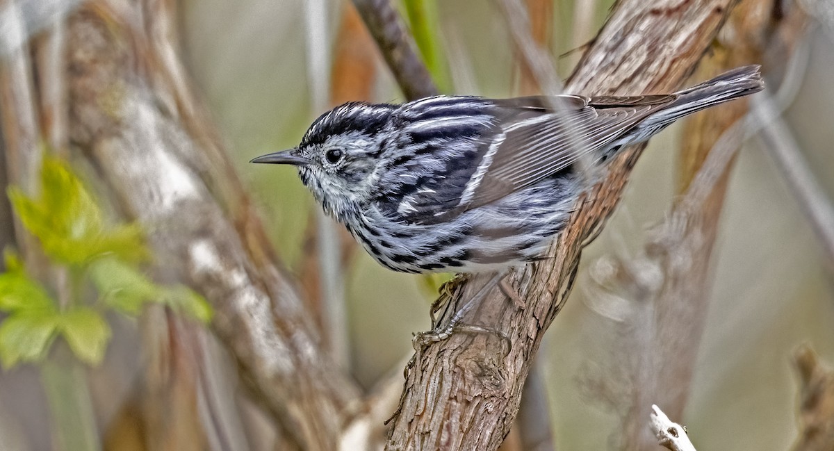 Black-and-white Warbler - ML618353093