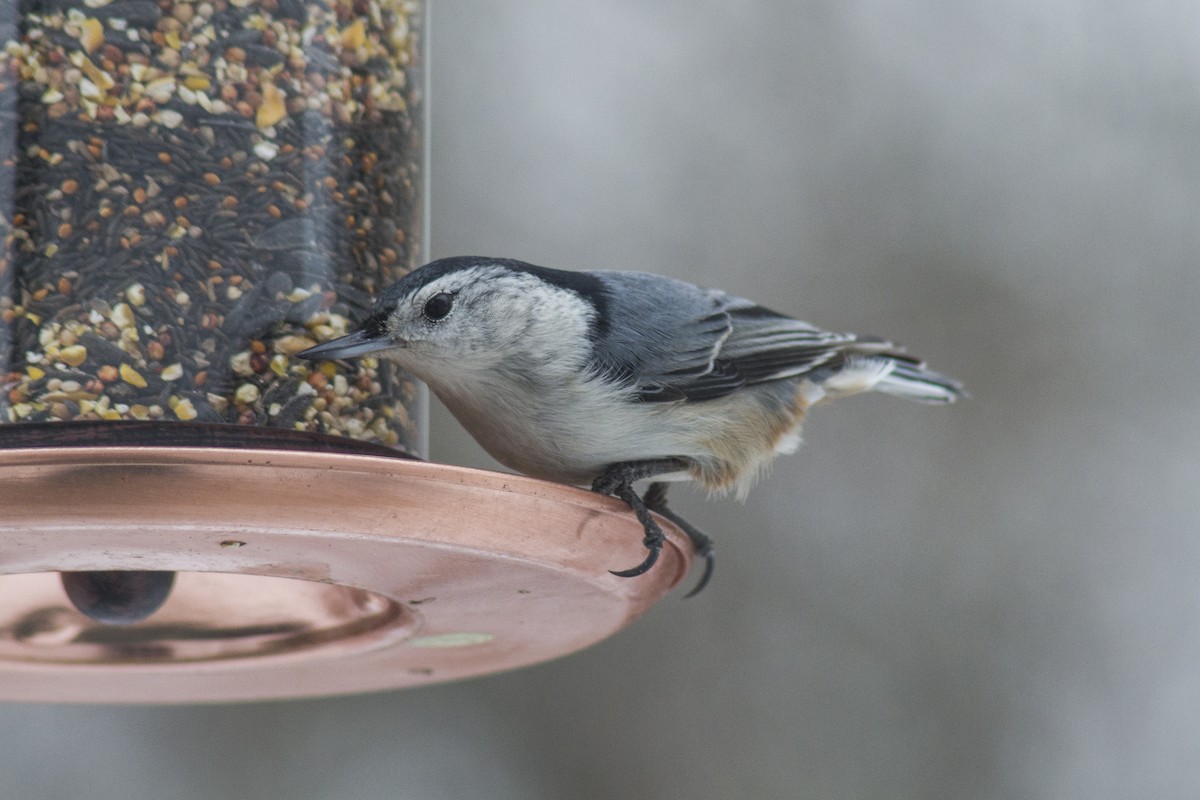 White-breasted Nuthatch - ML618353114