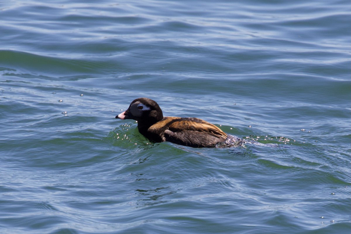 Long-tailed Duck - ML618353117