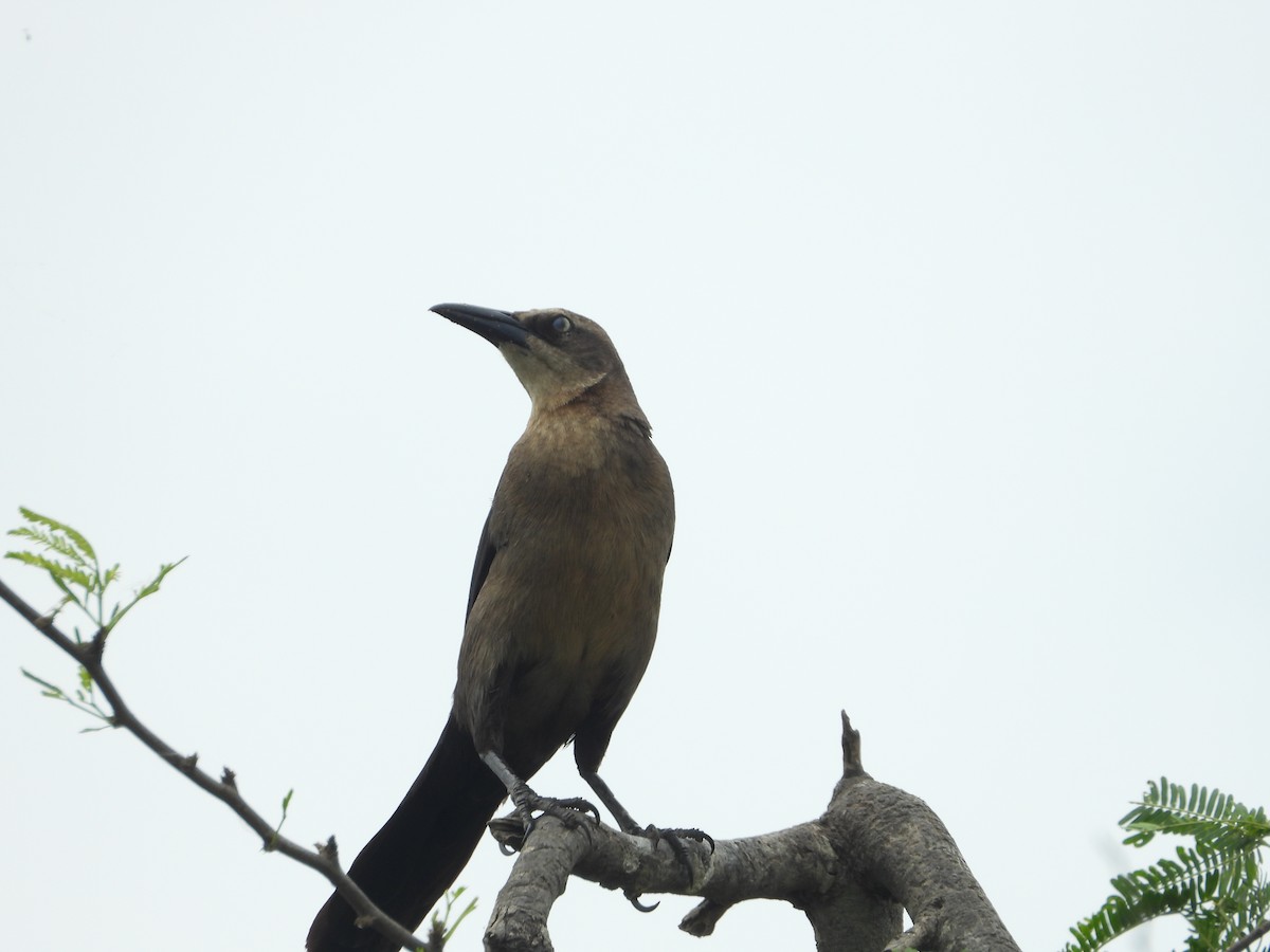 Great-tailed Grackle - ML618353123