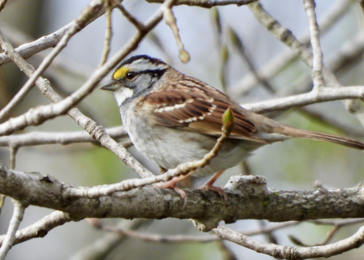 White-throated Sparrow - ML618353130