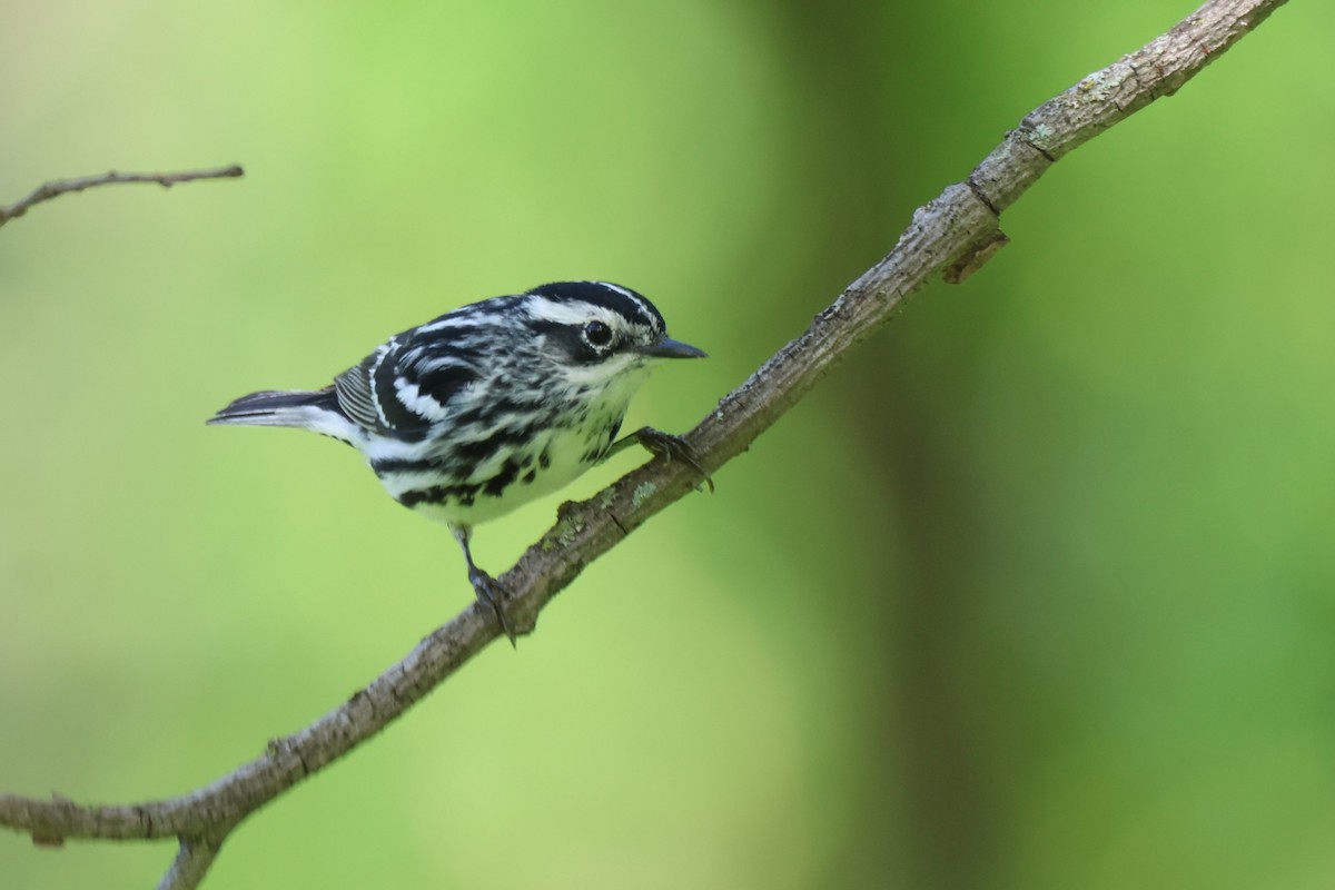 Black-and-white Warbler - ML618353175
