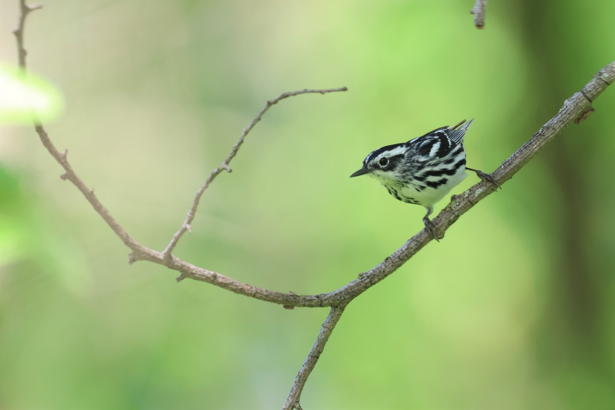 Black-and-white Warbler - ML618353176