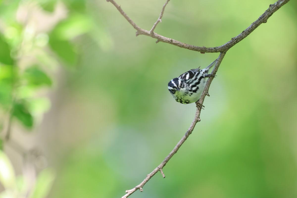 Black-and-white Warbler - ML618353177