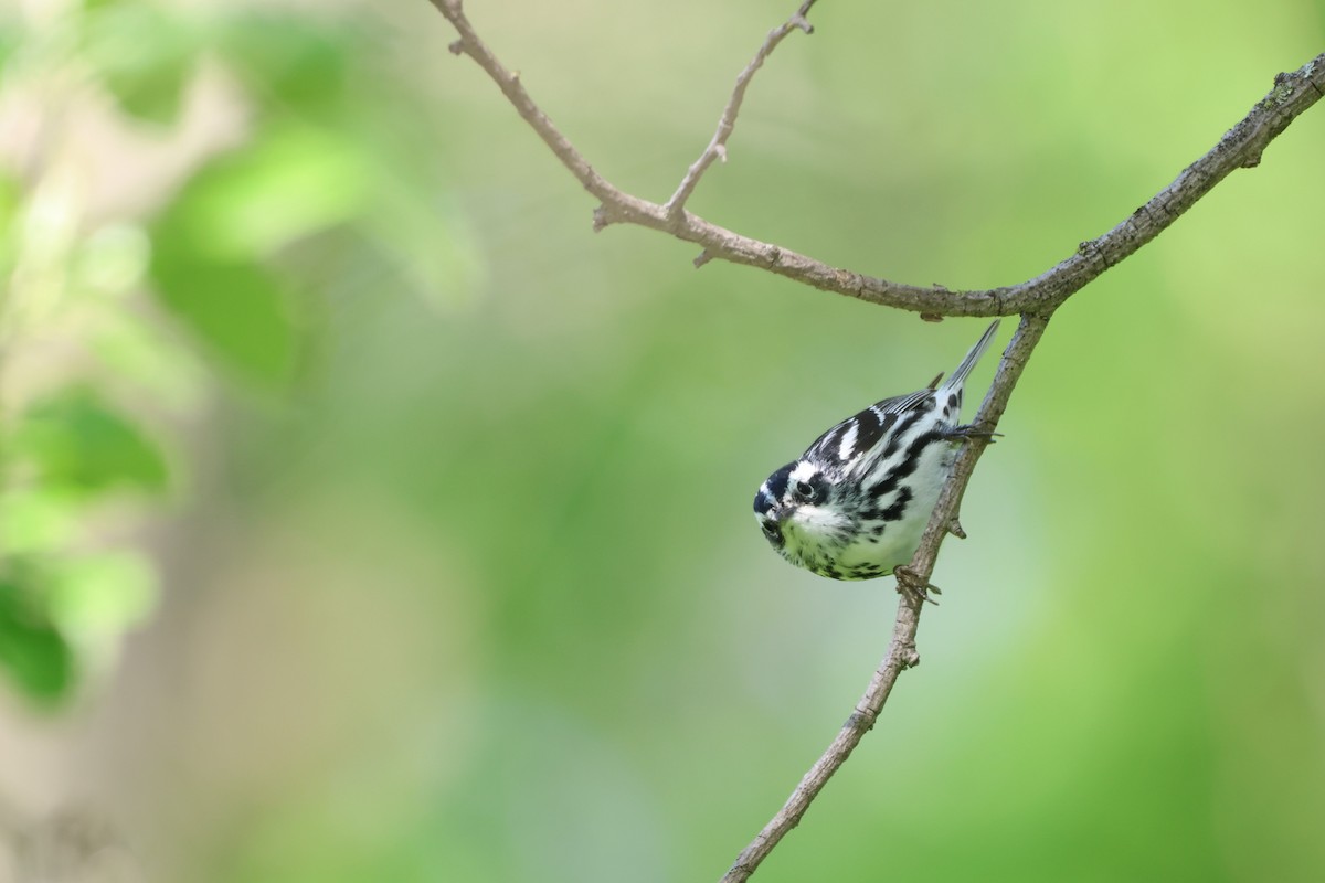 Black-and-white Warbler - ML618353178