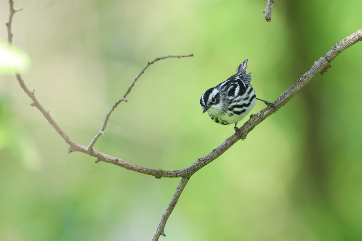 Black-and-white Warbler - ML618353179