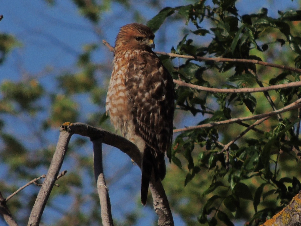 Red-shouldered Hawk - Mike Hall