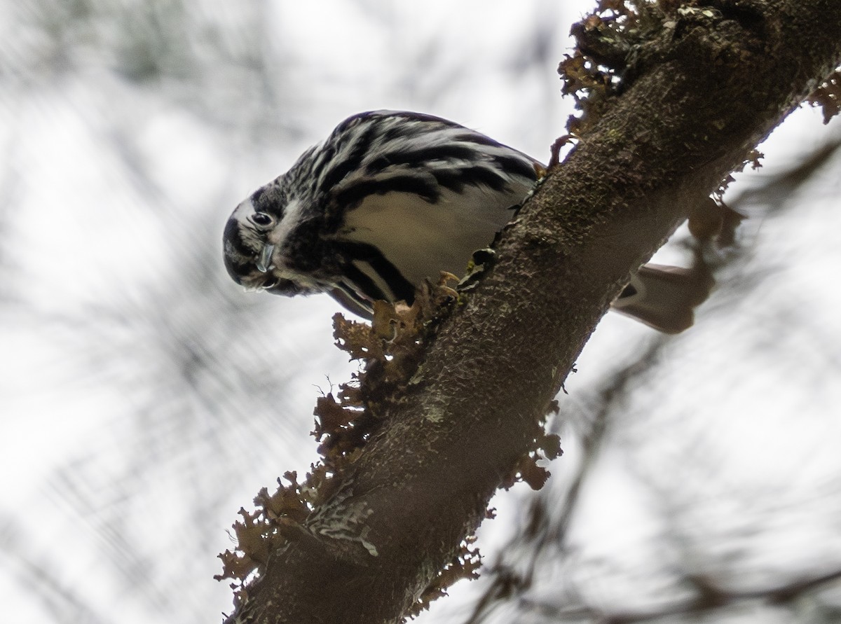 Black-and-white Warbler - ML618353184