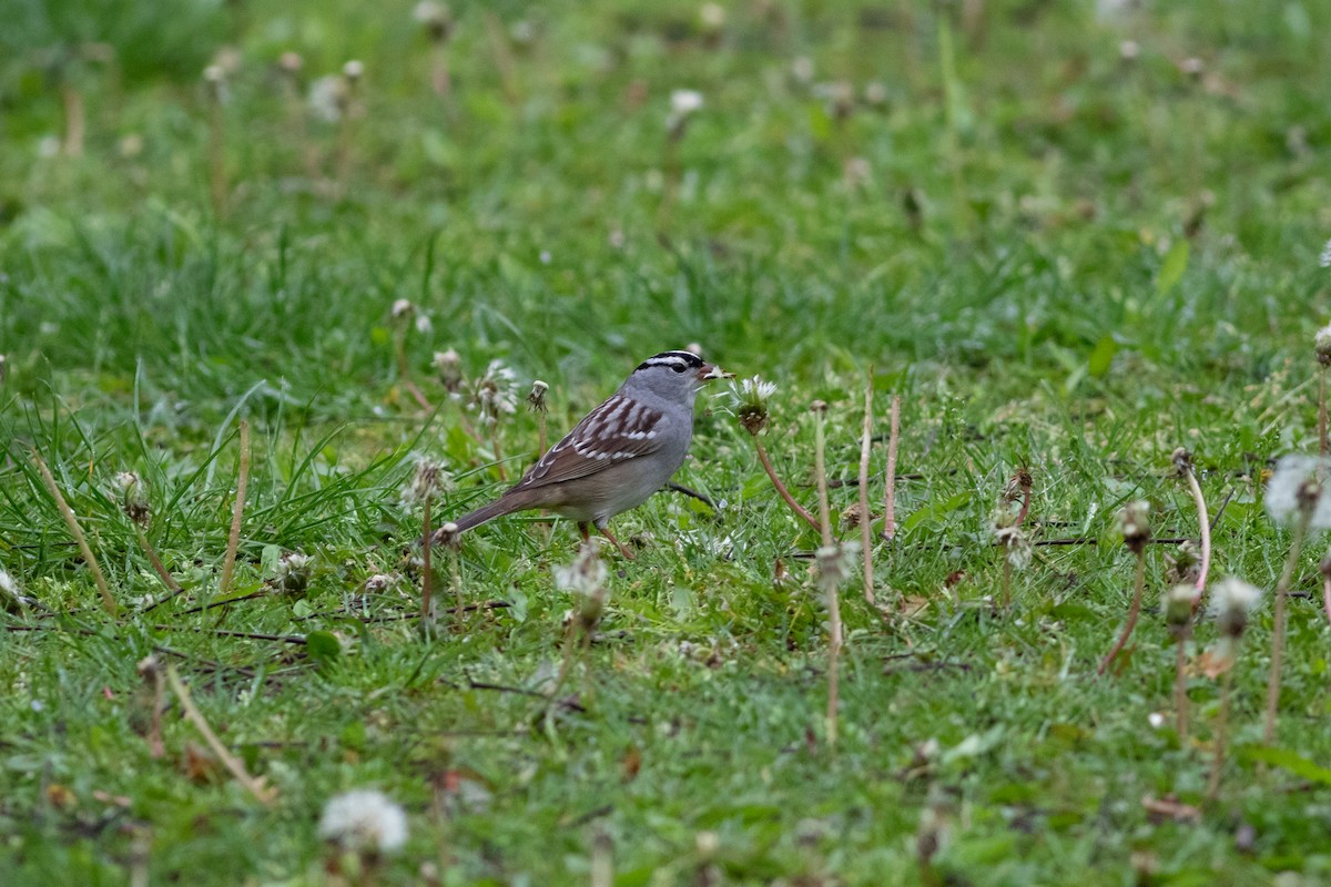 White-crowned Sparrow - ML618353197