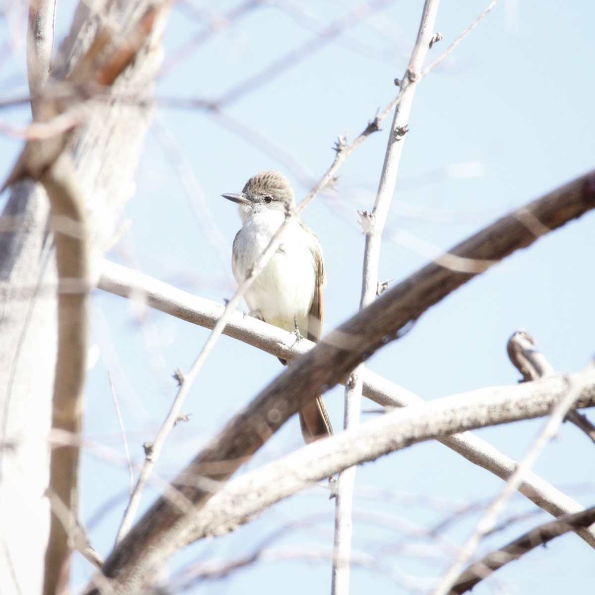 Ash-throated Flycatcher - Abraham Bowring