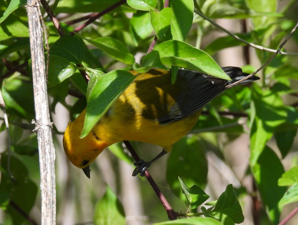 Prothonotary Warbler - ML618353231