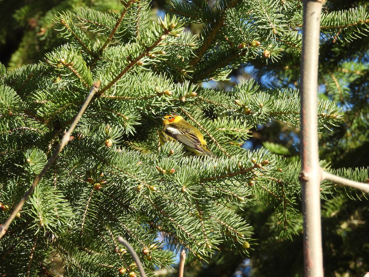 Cape May Warbler - Laura Theys