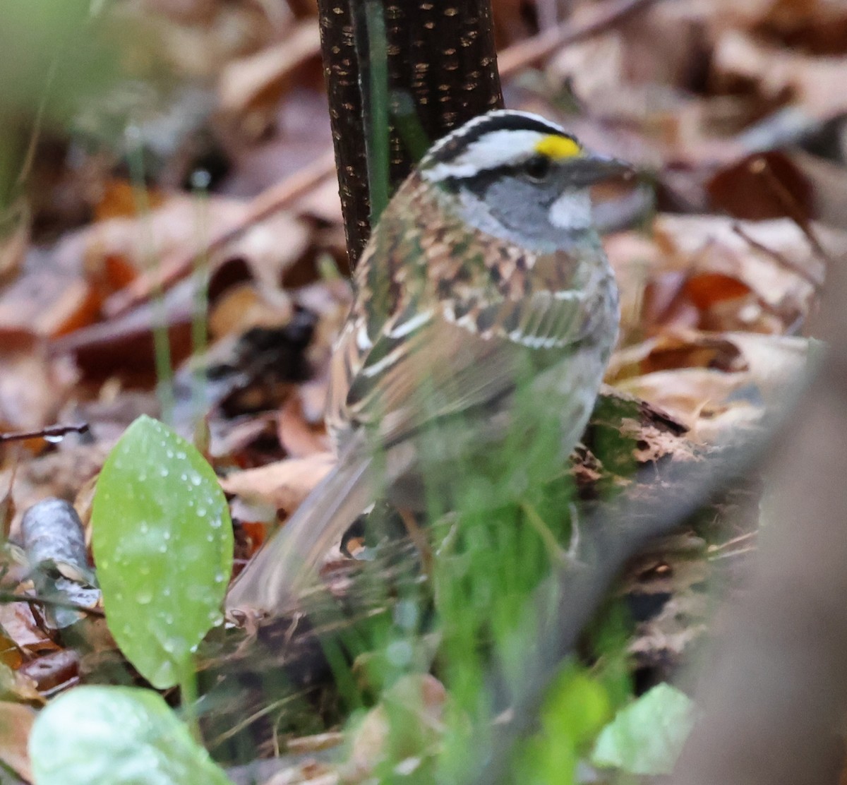 White-throated Sparrow - ML618353246