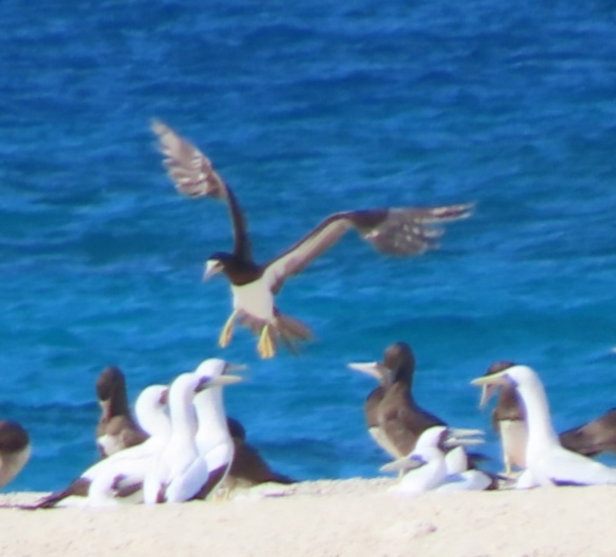 Brown Booby - ML618353250