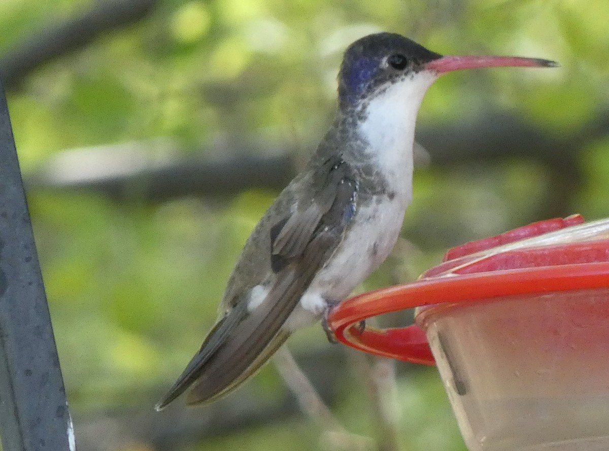 Violet-crowned Hummingbird - ML618353270