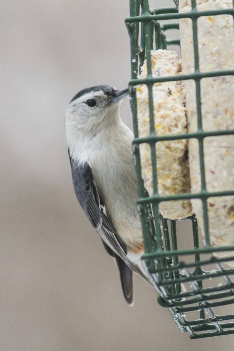White-breasted Nuthatch - ML618353275