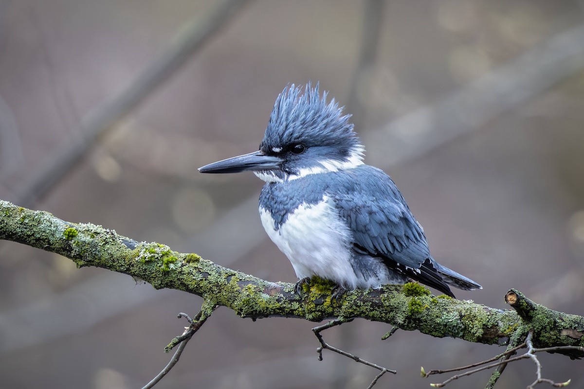 Belted Kingfisher - ML618353290