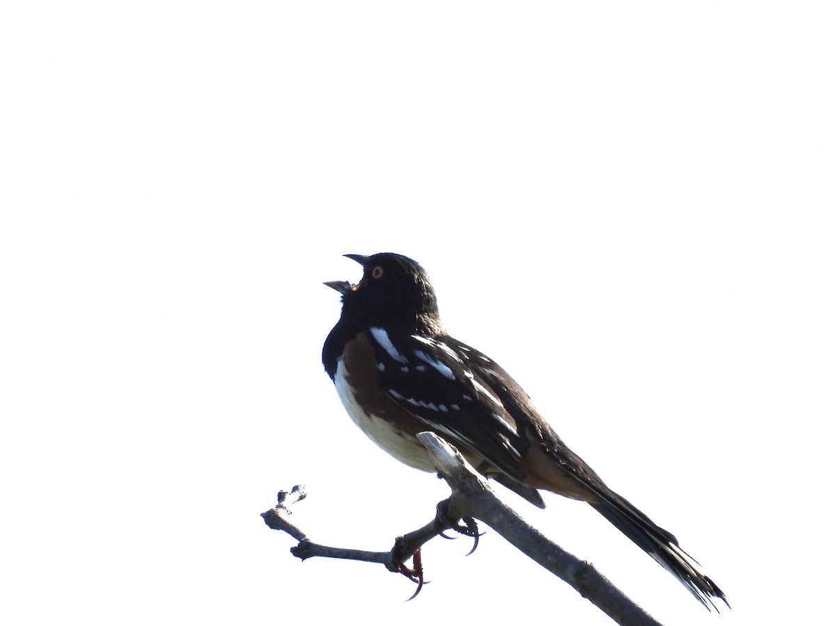 Spotted Towhee - ML618353307