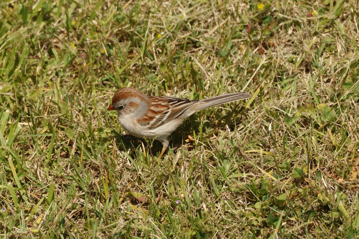 Field Sparrow - ML618353308