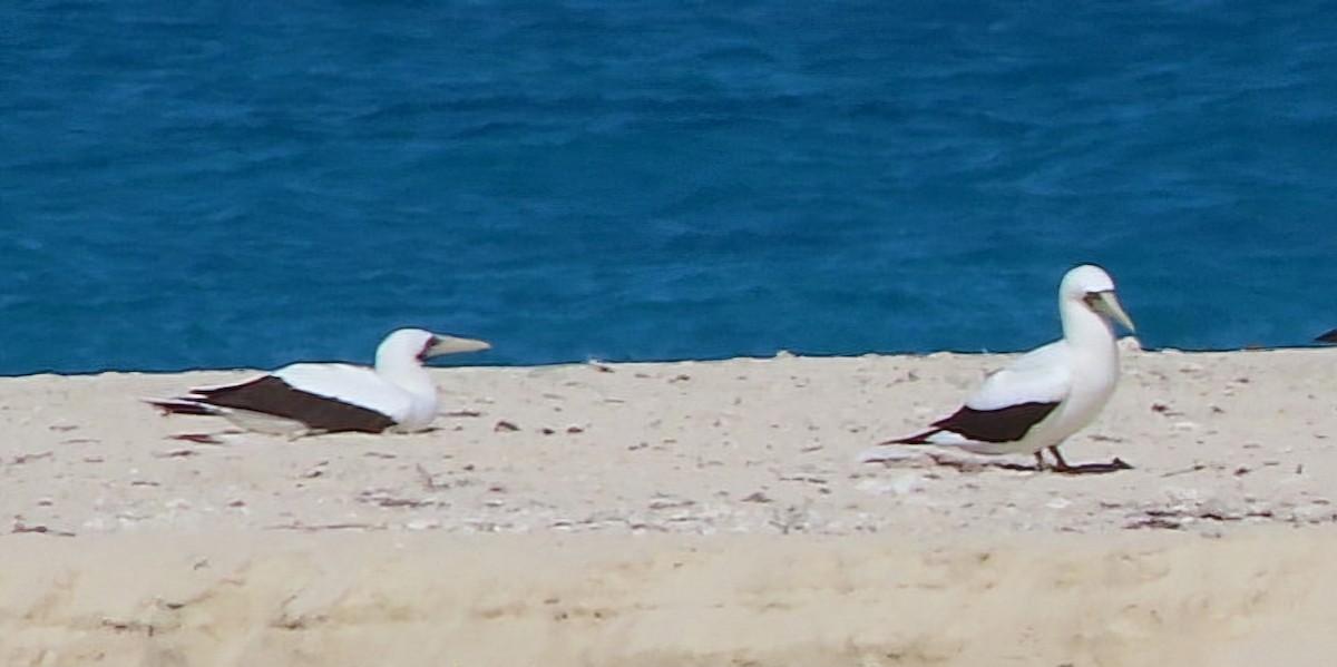 Masked Booby - ML618353320