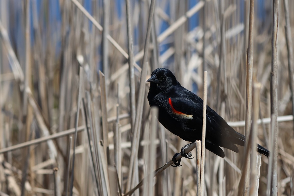 Red-winged Blackbird - Andy Dettling