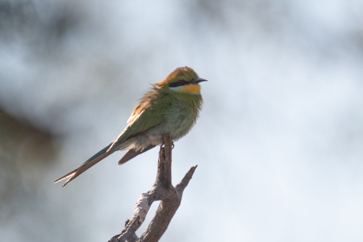 Swallow-tailed Bee-eater - ML618353390