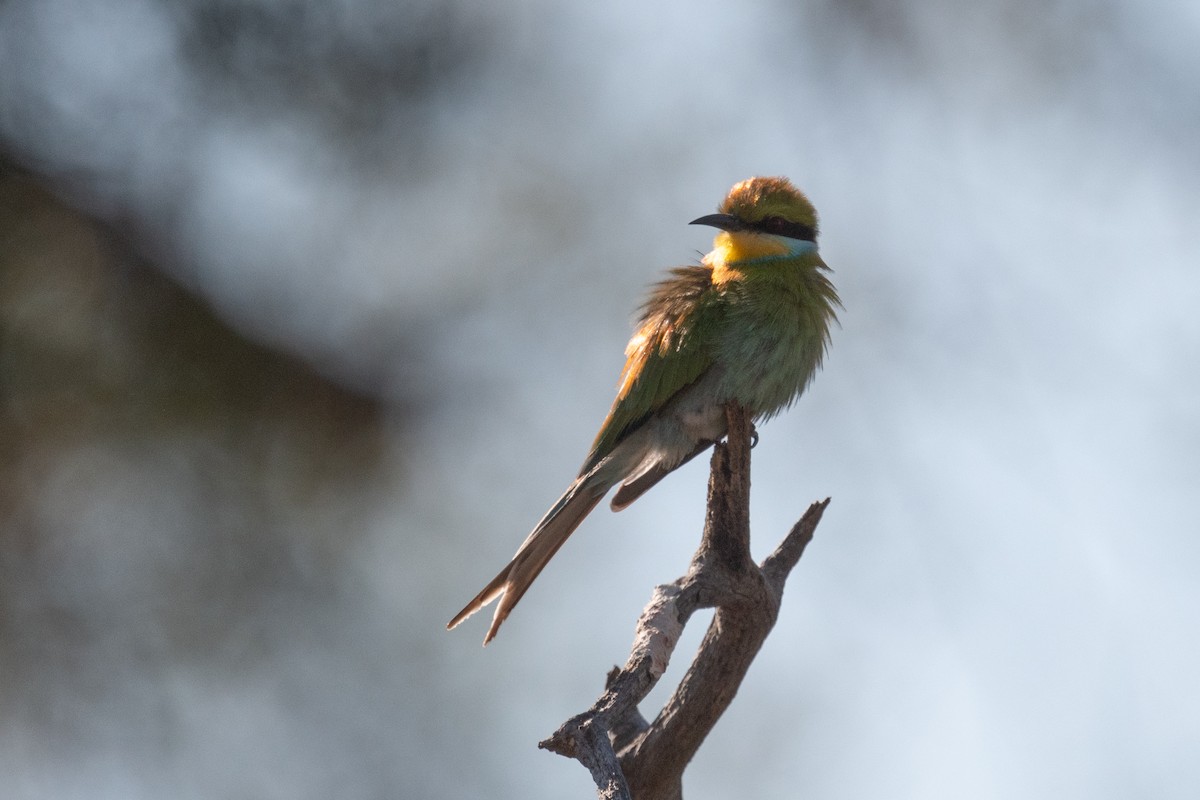 Swallow-tailed Bee-eater - ML618353391