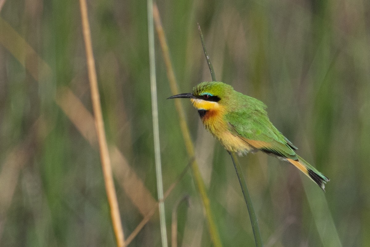 Little Bee-eater - Ross Bartholomew