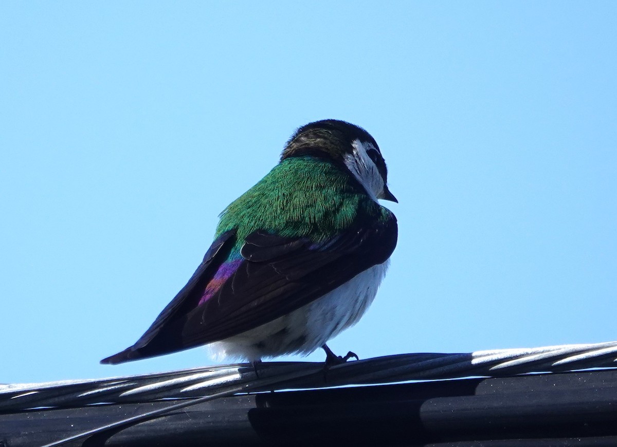Violet-green Swallow - ML618353400