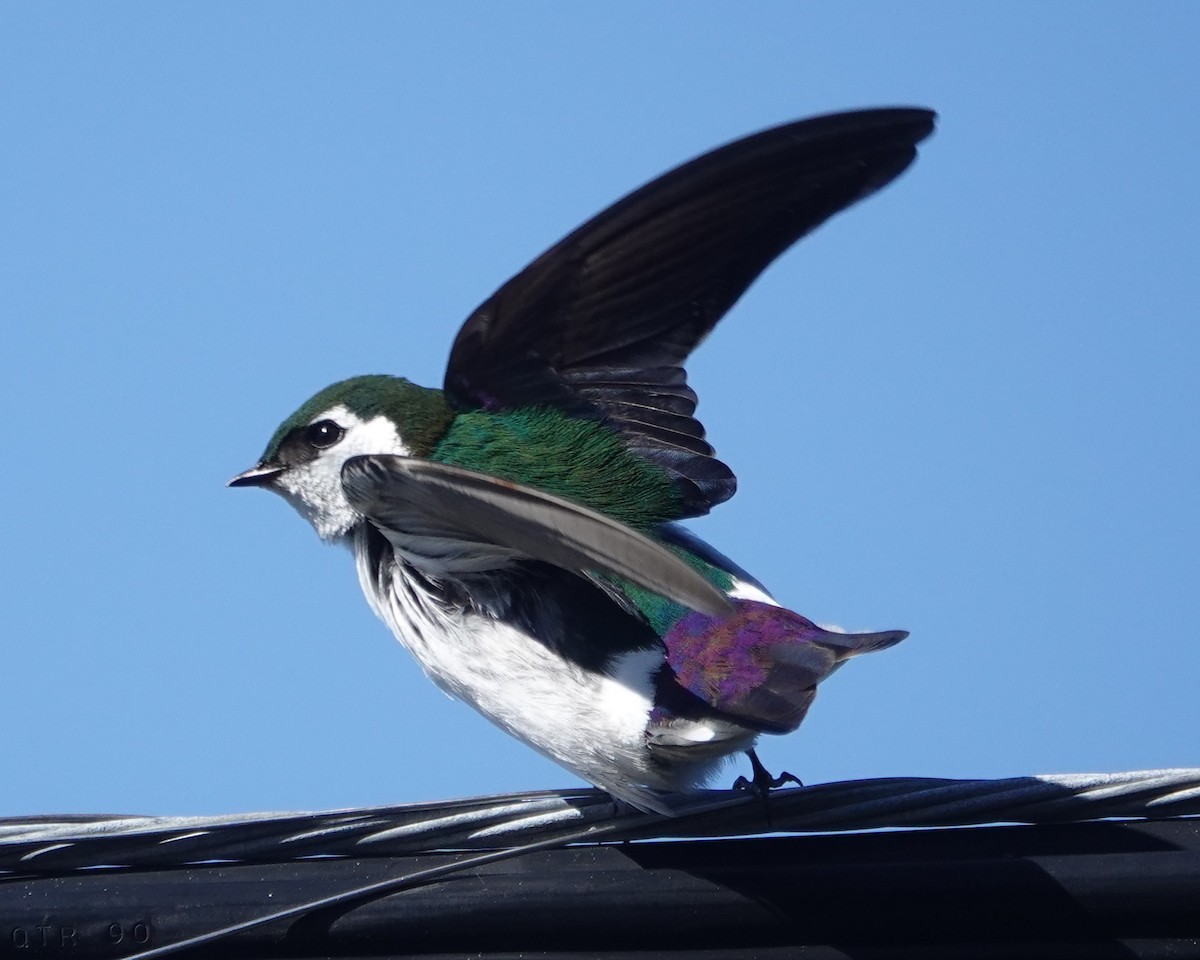 Violet-green Swallow - ML618353435