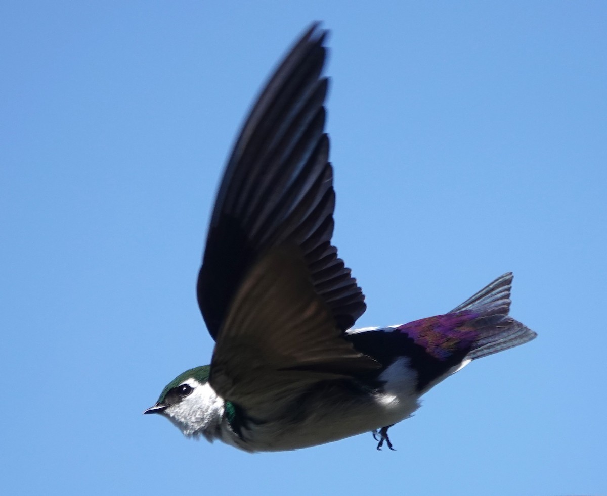 Violet-green Swallow - ML618353496