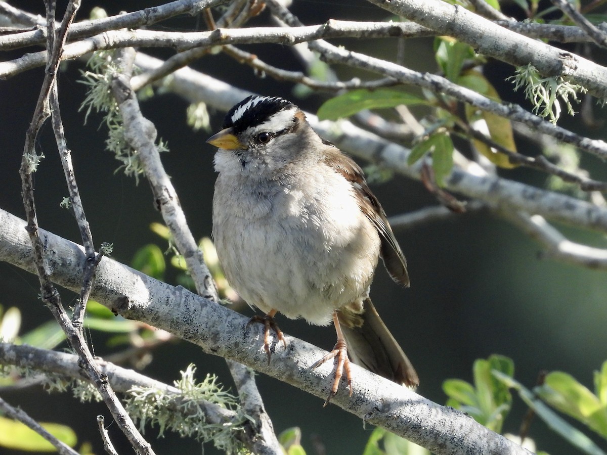 White-crowned Sparrow - ML618353498