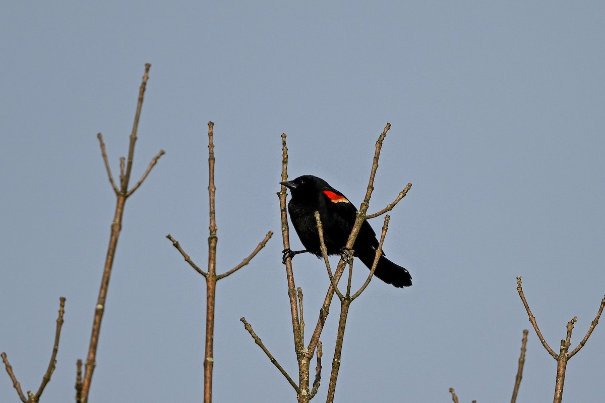 Red-winged Blackbird - ML618353510