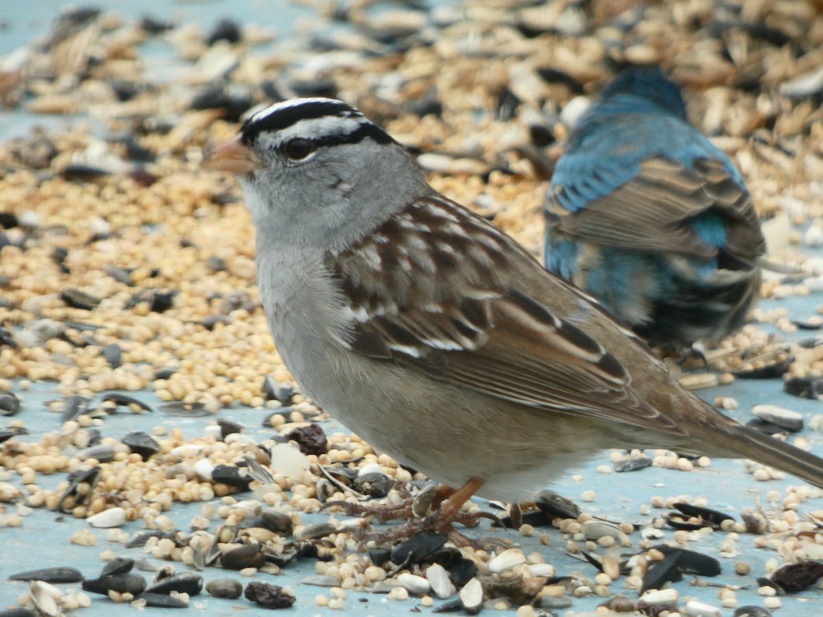White-crowned Sparrow - David McMyne