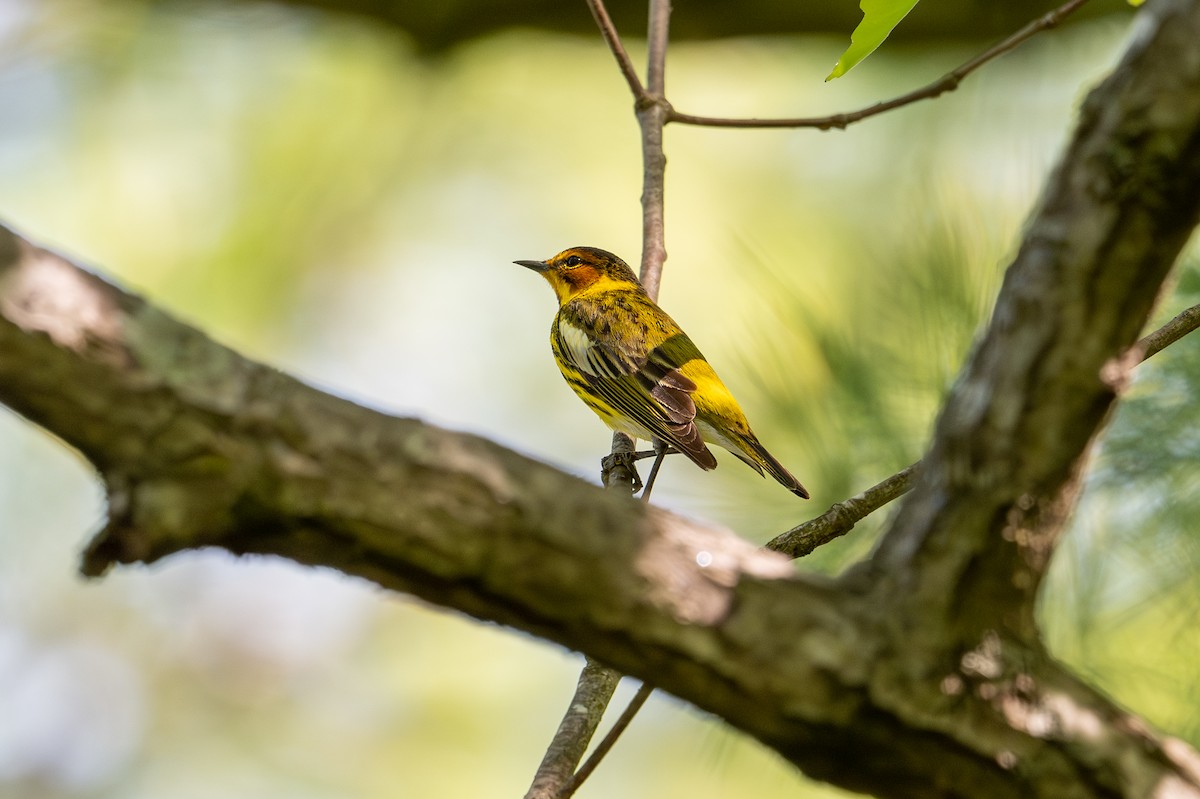 Cape May Warbler - ML618353613