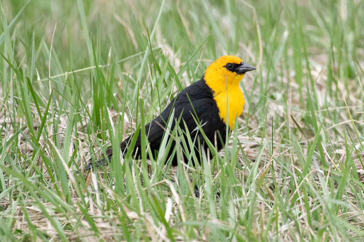 Yellow-headed Blackbird - ML618353640