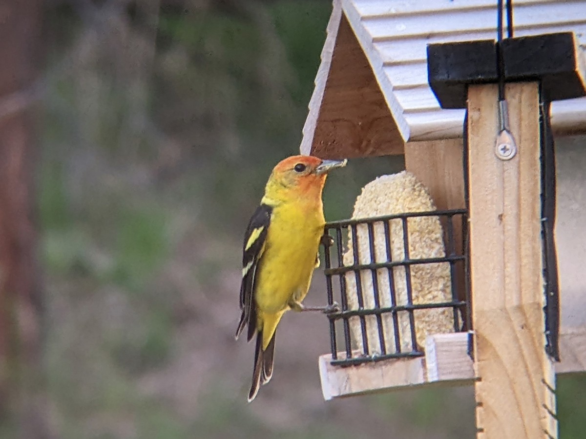 Western Tanager - ML618353651