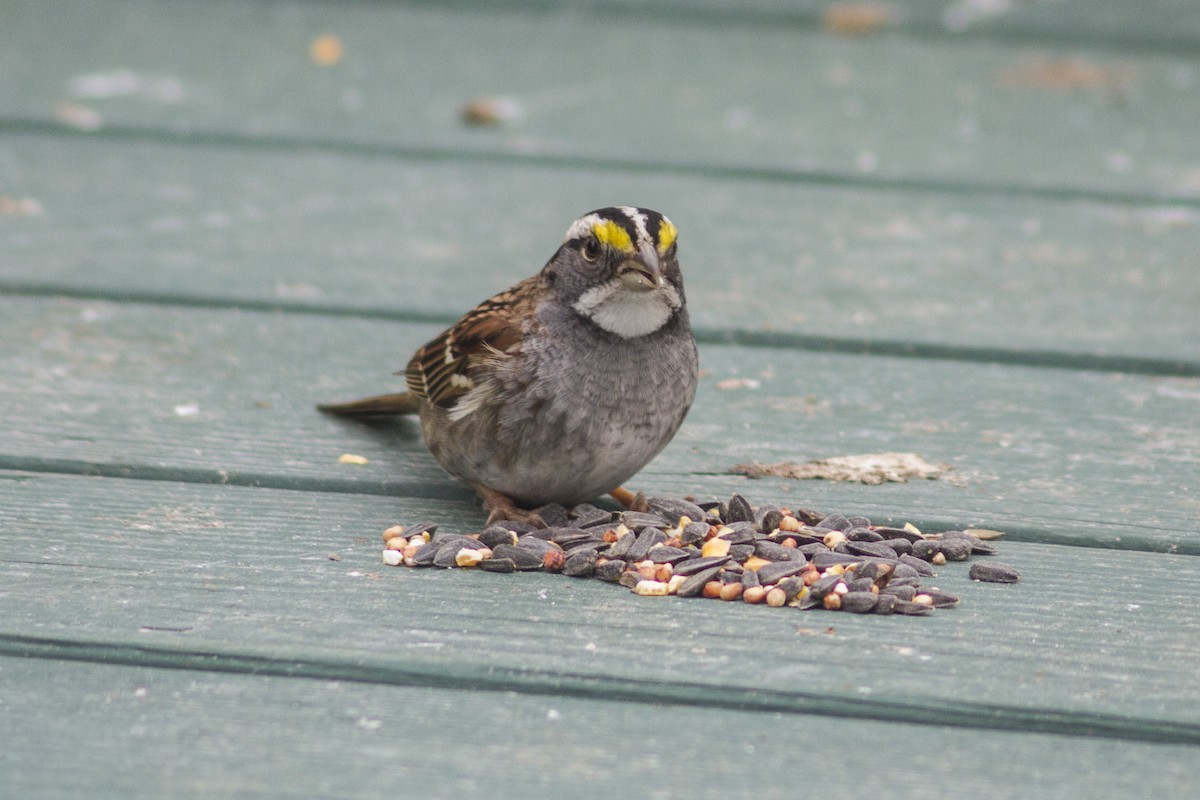 White-throated Sparrow - ML618353688