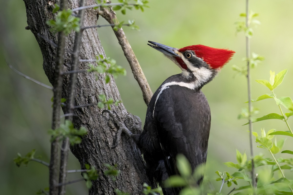 Pileated Woodpecker - ML618353692