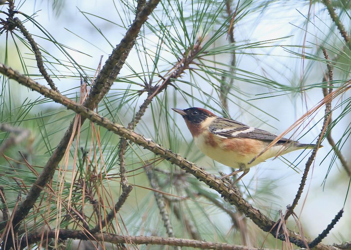 Bay-breasted Warbler - ML618353711