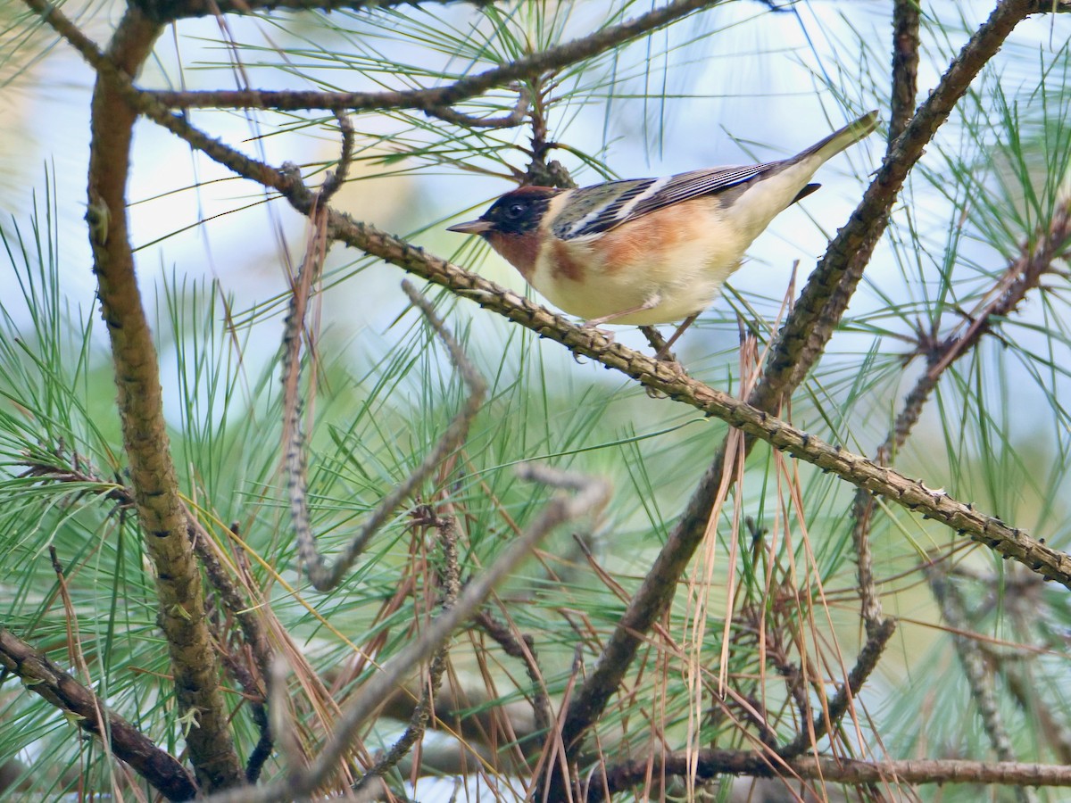 Bay-breasted Warbler - ML618353712