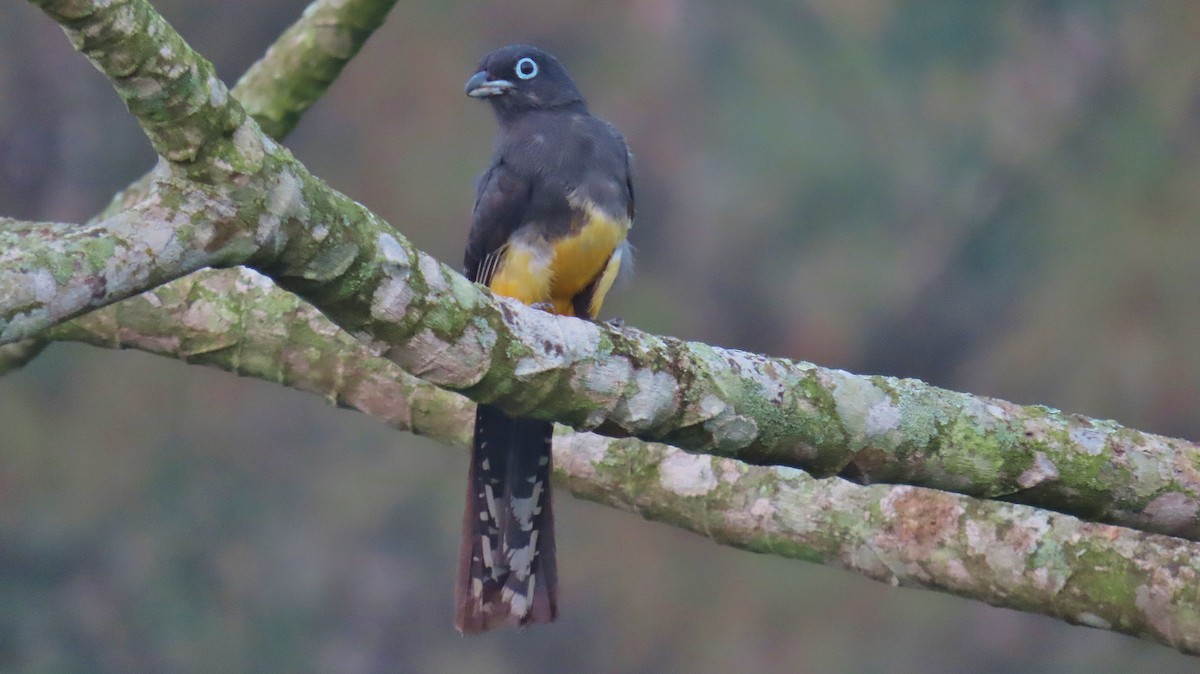 EBird Checklist 1 May 2024 Reserva Natural Privada Luna Del Puente