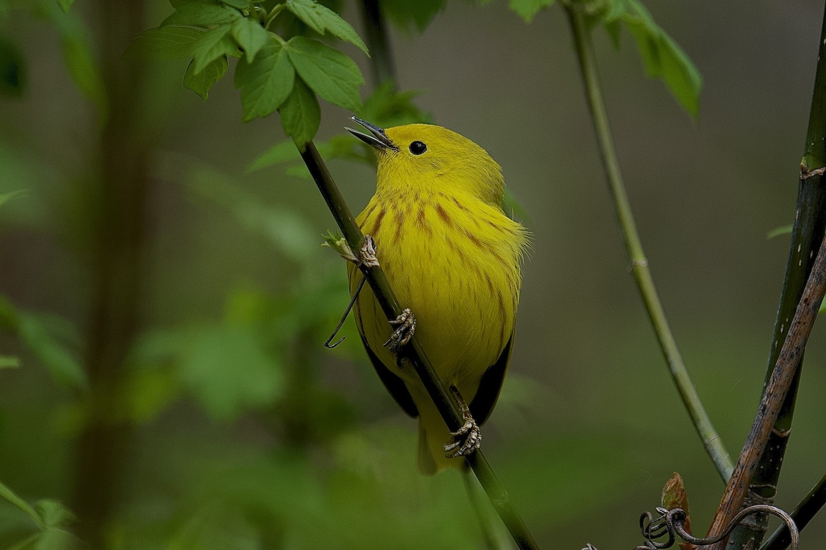 Yellow Warbler - ML618353719