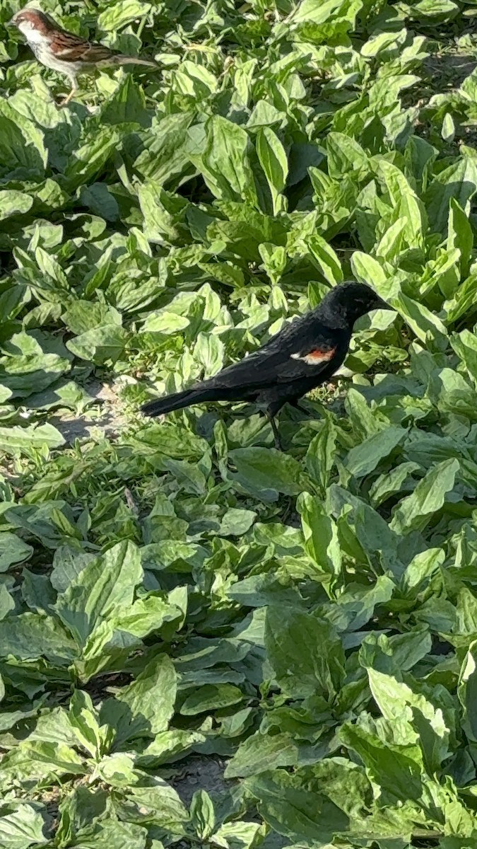 Red-winged Blackbird - ML618353726