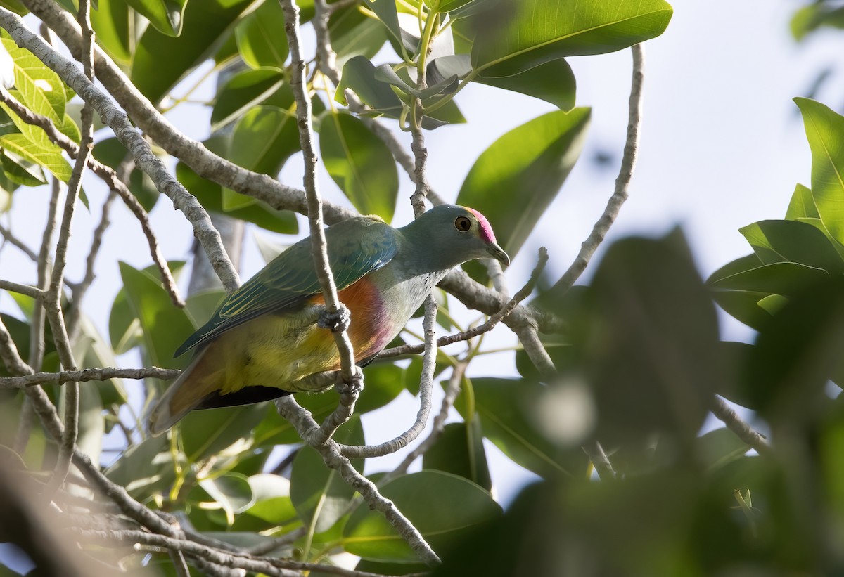 Rose-crowned Fruit-Dove - ML618353741