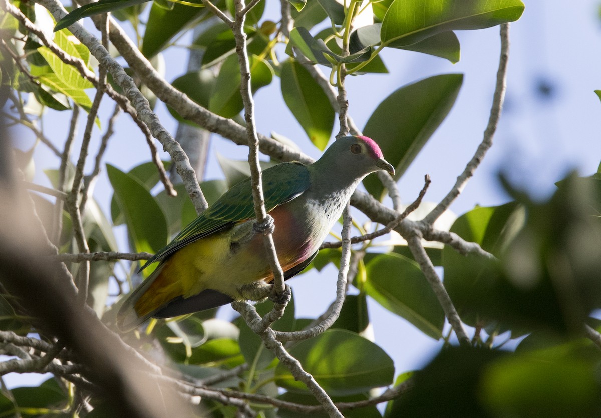 Rose-crowned Fruit-Dove - ML618353742