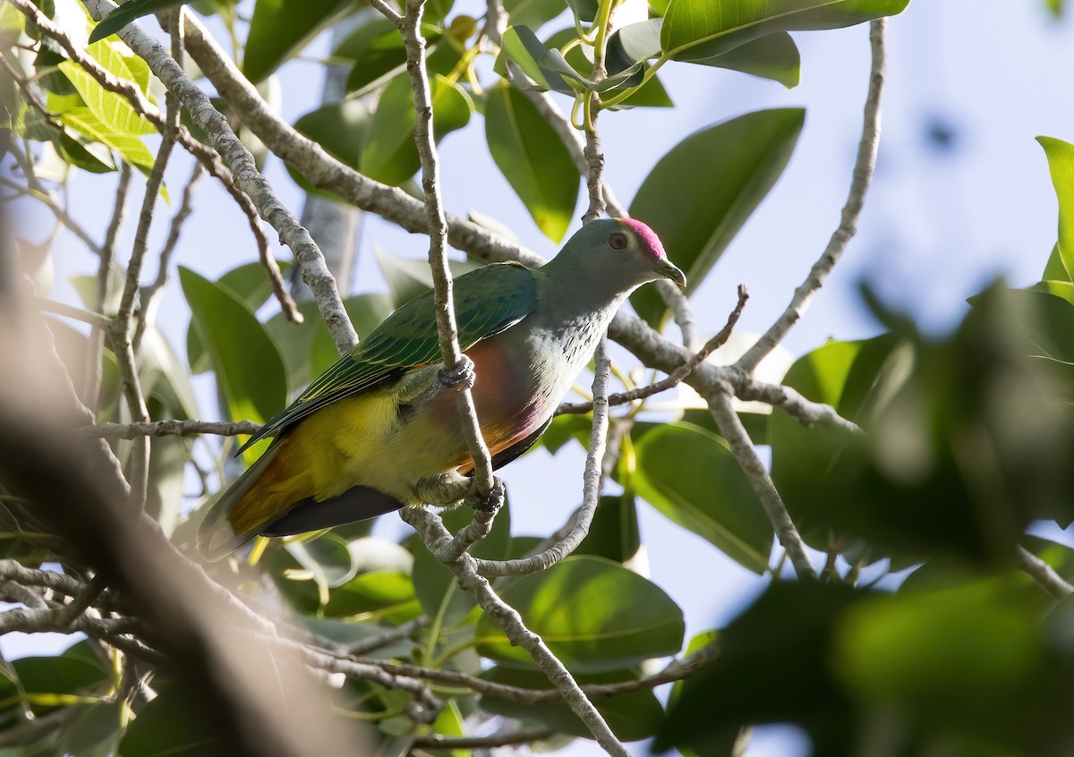 Rose-crowned Fruit-Dove - ML618353743